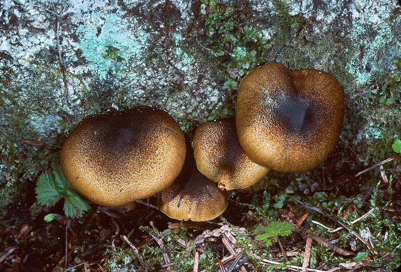 Cortinarius clandestinus group